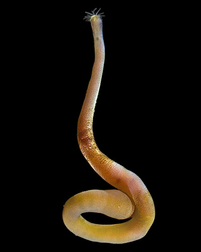 Nephasoma