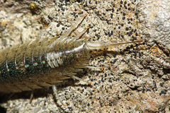 Ligia cinerascens