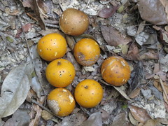 Siphonodon membranaceus