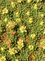 Azorella compacta