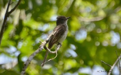 Ramphotrigon flammulatum