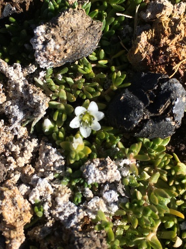 Arenaria rivularis (Arenaria rivularis)