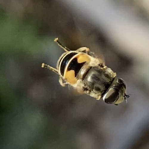 Unknown species found near Minnesota, US
