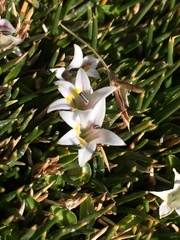 Lobelia oligophylla