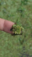Azolla filiculoides