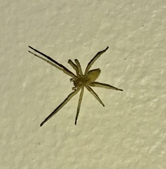 Cheiracanthium mildei