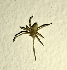 Cheiracanthium mildei