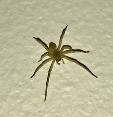 Cheiracanthium mildei