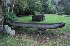 Amylocystis lapponica