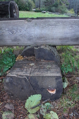 Amylocystis lapponica