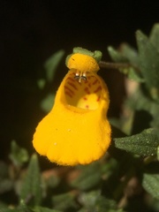Calceolaria stellariifolia
