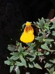 Calceolaria stellariifolia