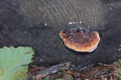 Amylocystis lapponica