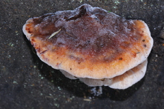 Amylocystis lapponica