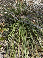 Xanthorrhoea gracilis