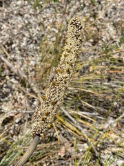 Xanthorrhoea gracilis