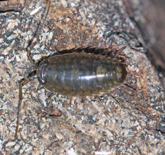 Ligia cinerascens