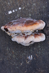 Amylocystis lapponica