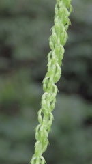 Liparis elliptica