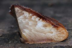 Amylocystis lapponica