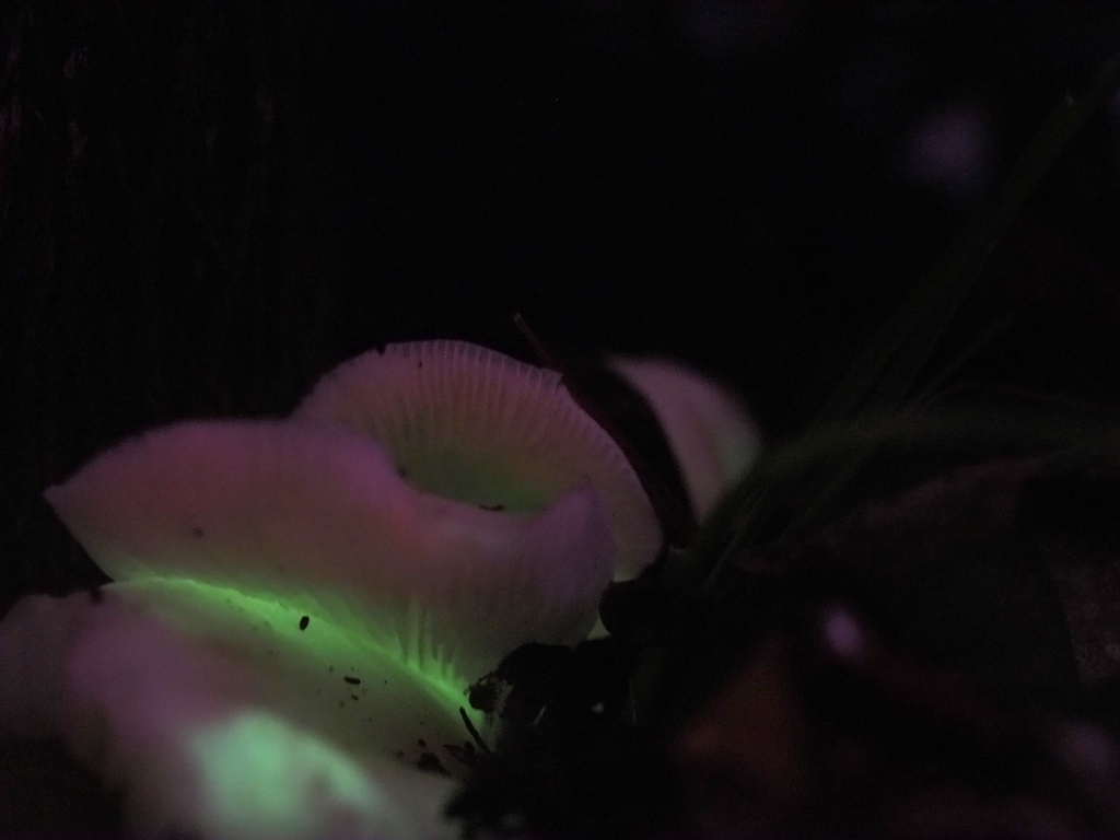 Omphalotus nidiformis · October 2025 · photo: © joe_atkinson (iNaturalist, cc0)