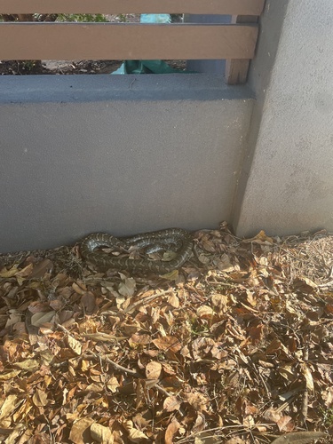 Coastal Carpet Python sighting