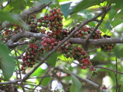 Guioa acutifolia
