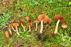 Inocybe cinnamomea