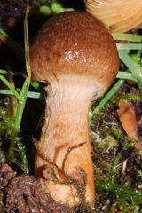 Inocybe cinnamomea