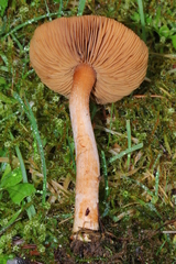 Inocybe cinnamomea
