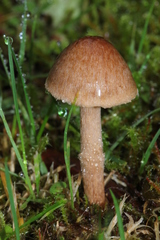 Inocybe cinnamomea