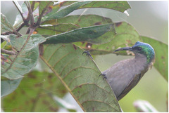 Cyanomitra verticalis