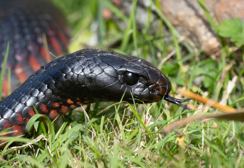 Red-bellied Black Snake sighting