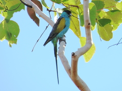 Psephotus dissimilis