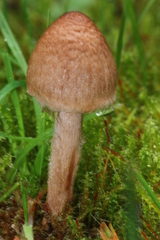 Inocybe cinnamomea