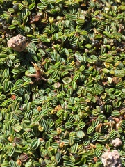Alchemilla diplophylla