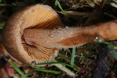 Inocybe cinnamomea