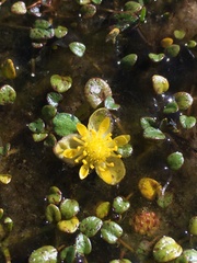 Halerpestes uniflora