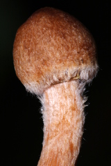 Inocybe cinnamomea