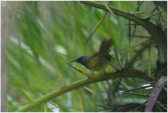 Hypergerus atriceps