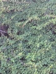 Vachellia tortuosa