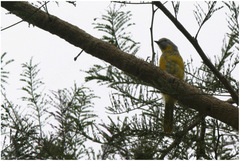 Campephaga phoenicea