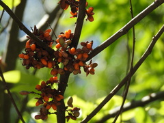 Guioa acutifolia