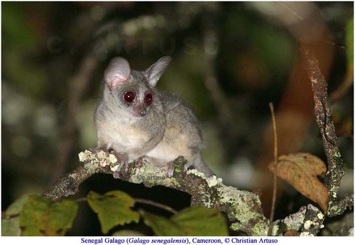 Northern Lesser Galago