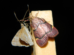 Hypsopygia thymetusalis