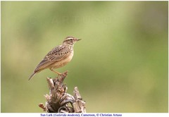 Galerida modesta