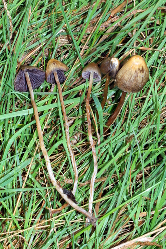 Liberty Cap (Psilocybe semilanceata)