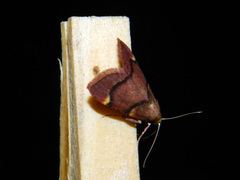 Hypsopygia thymetusalis