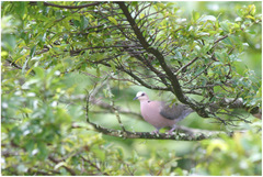 Streptopelia vinacea