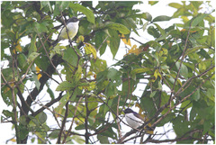 Anthreptes longuemarei